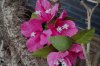 Bougainvillea